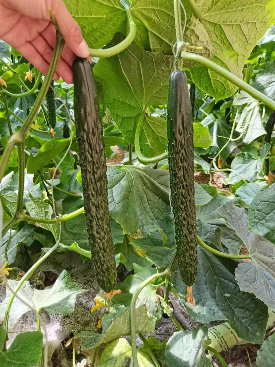 黄瓜种苗  强雌黄瓜苗 德瑞特89黄瓜苗 嫁接黄瓜苗 黑油量