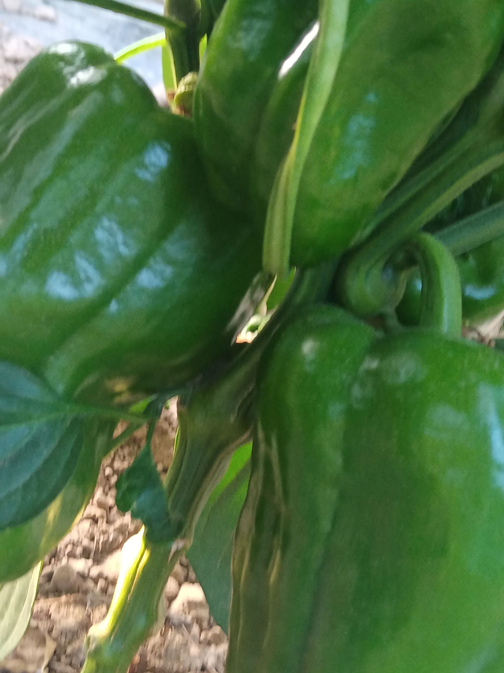 黄皮辣椒  山西宋姐万亩辣椒产地直供