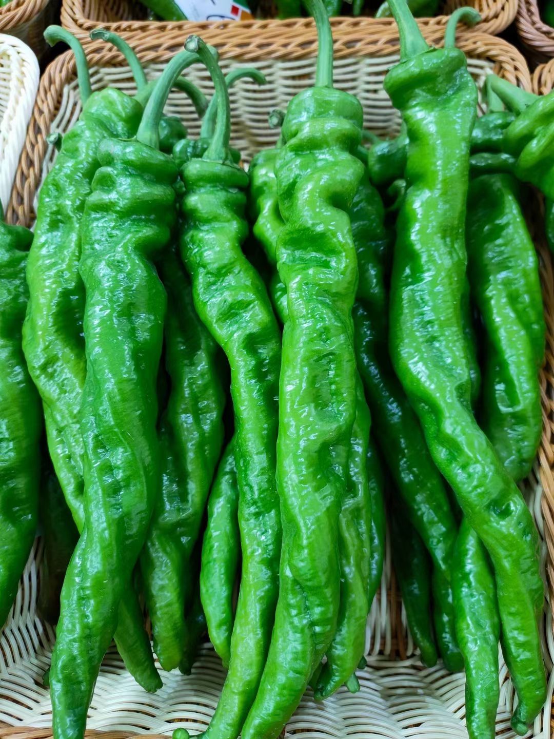 螺丝辣椒苗  螺丝椒苗 陇椒苗 大果高产 抗病强易管理  提