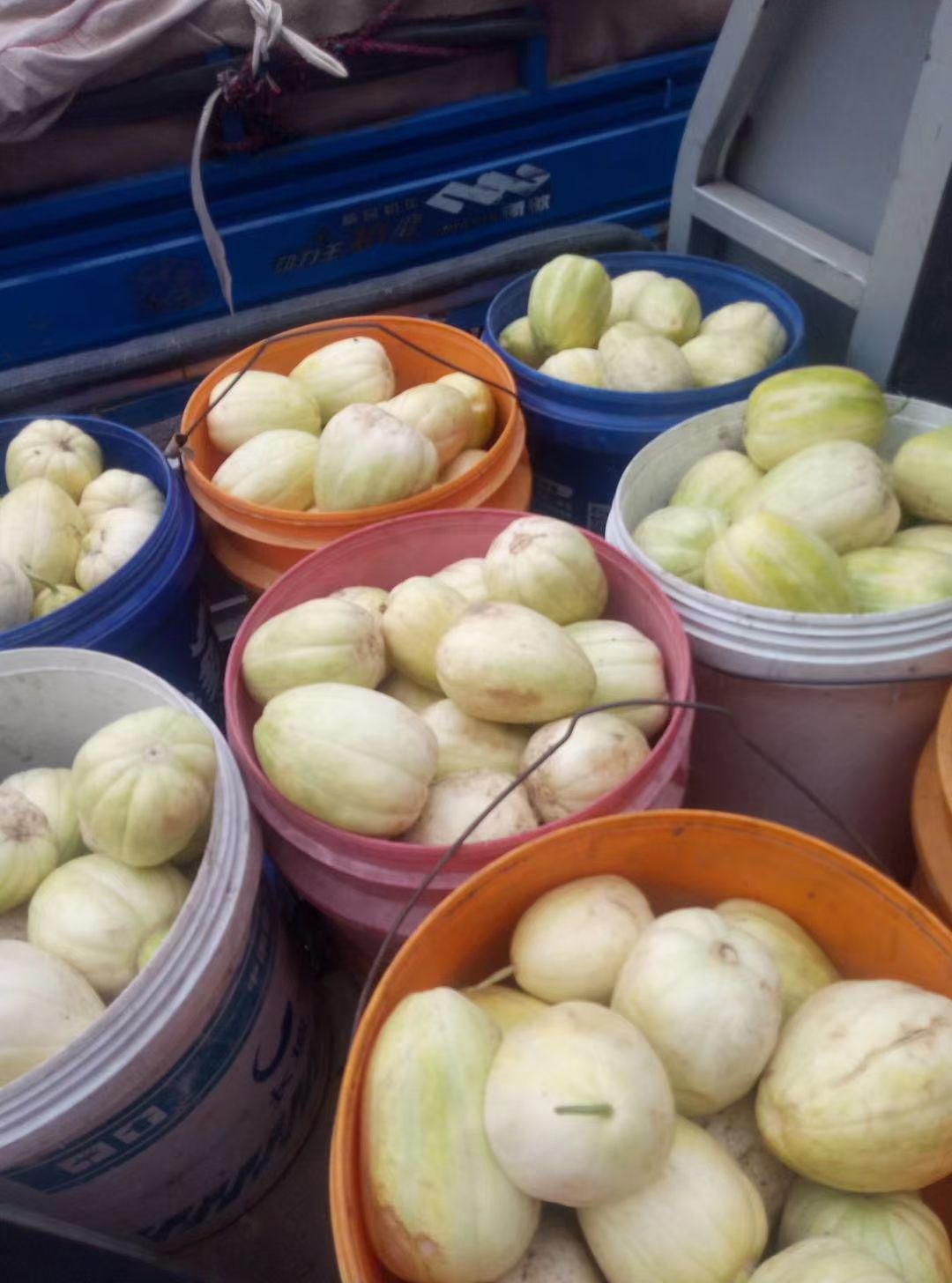  忻州陆地香瓜。甜瓜