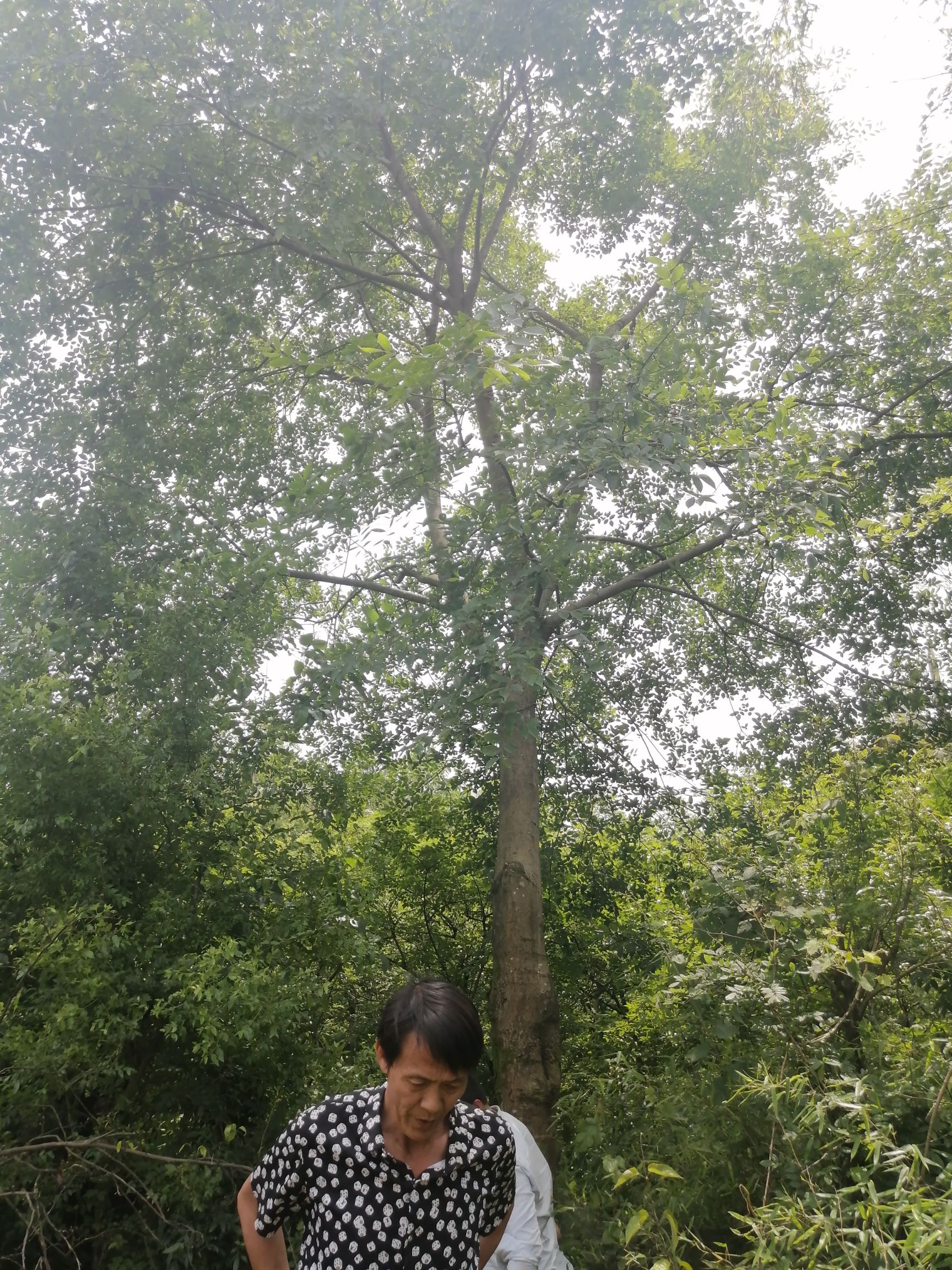 小叶朴 扑树30的