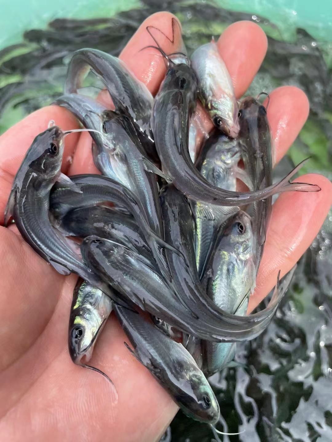 叉尾鮰鱼苗  叉尾鱼苗，品种优良快大，一手货源场地直销量大优