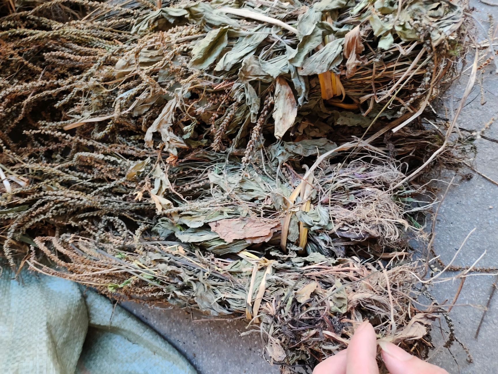 车前草 非种植 水洗扎把 颜色好 质量保证一手货源 量大从优