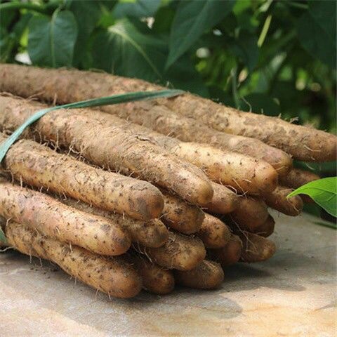 铁棍山药淮山药小白嘴山药铁棍新鲜蔬菜河北特产蔬菜多规格