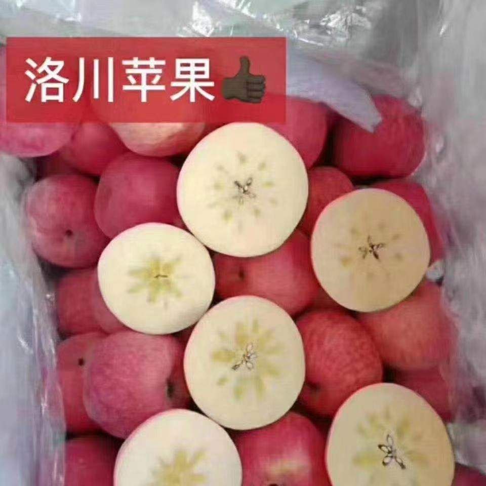 2025洛川苹果 试吃款