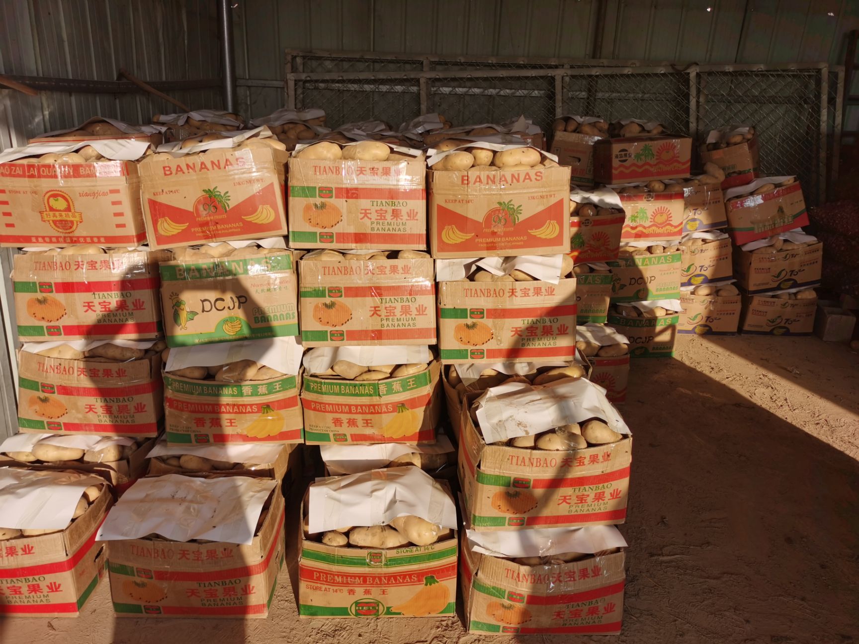 黄心土豆 何兰15：大个头供应每天50吨