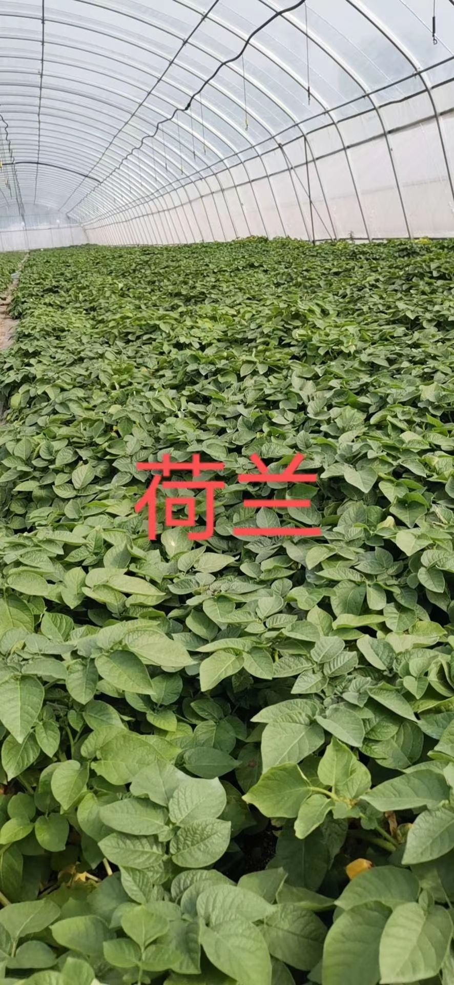 荷兰5号土豆种子 好棚才能育出好种薯