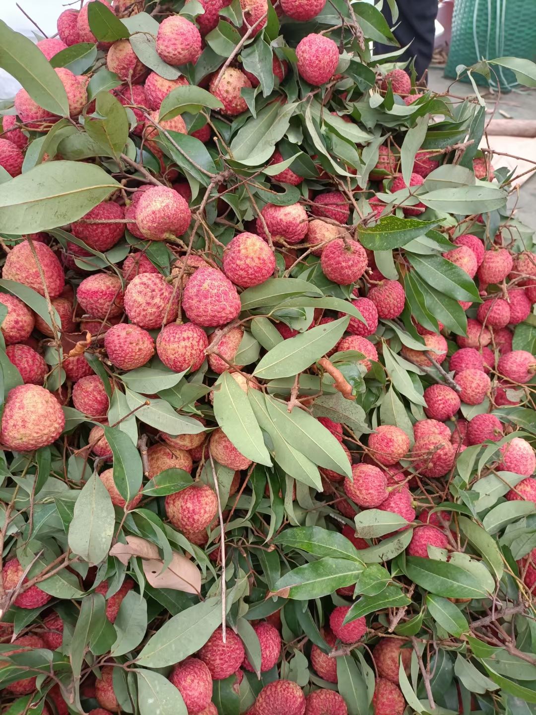 饶平桂味荔枝 桂味新鲜上市 贵味荔枝 清甜细核 果树现摘