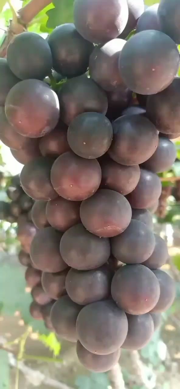 【产地直发】辽南葡萄基地大量巨峰葡萄以上市！粒大口甜！