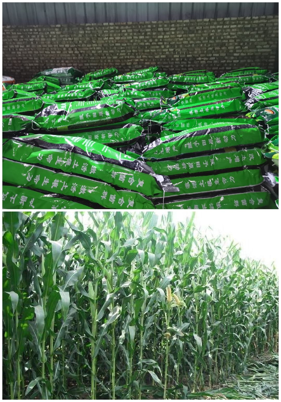微生物有机肥  青贮玉米高磷腐植酸颗粒有机肥 青玉米杆粗杆长抗倒伏