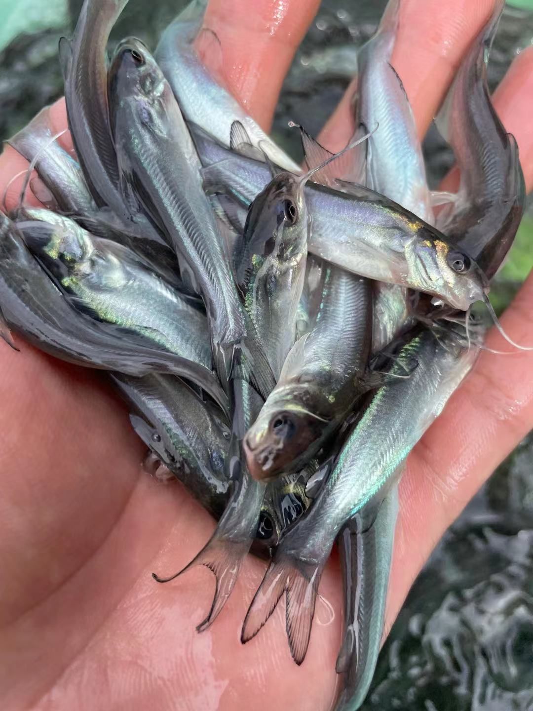 叉尾鮰鱼苗  叉尾鱼苗，品种优良快大，一手货源场地直销量大优