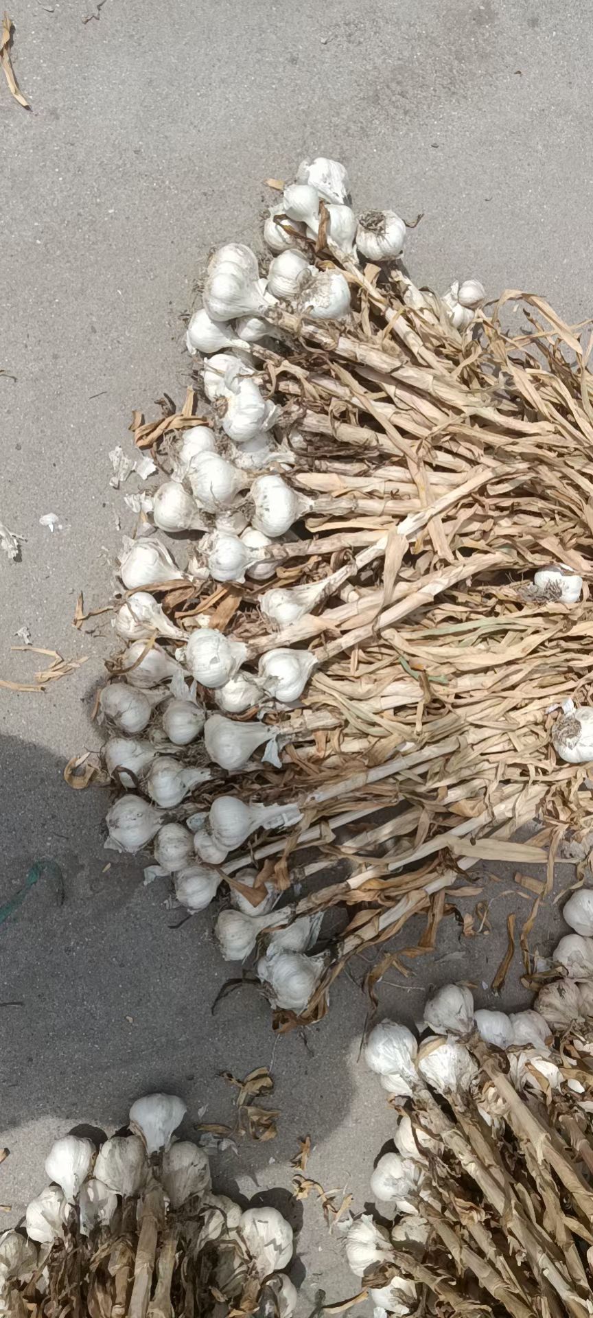 大蒜种子 四六瓣蒜种，蒜头，川蒜射阳蒜