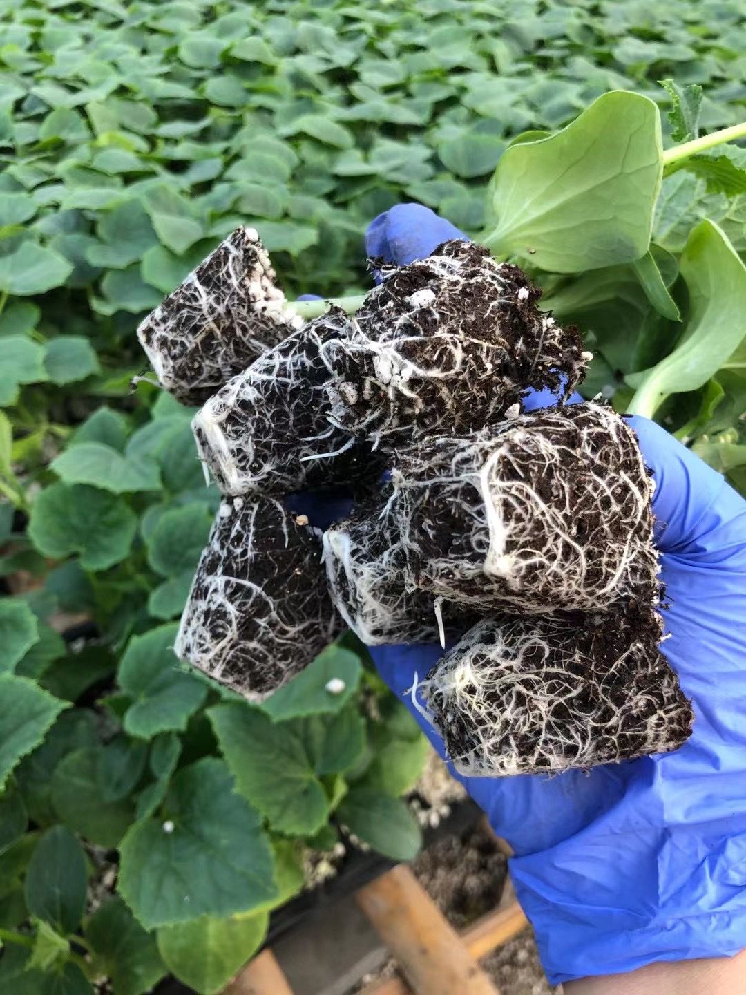 黄瓜种苗  嫁接黄瓜苗 强雌油亮 绿瓤高产 短把密刺 抗病性