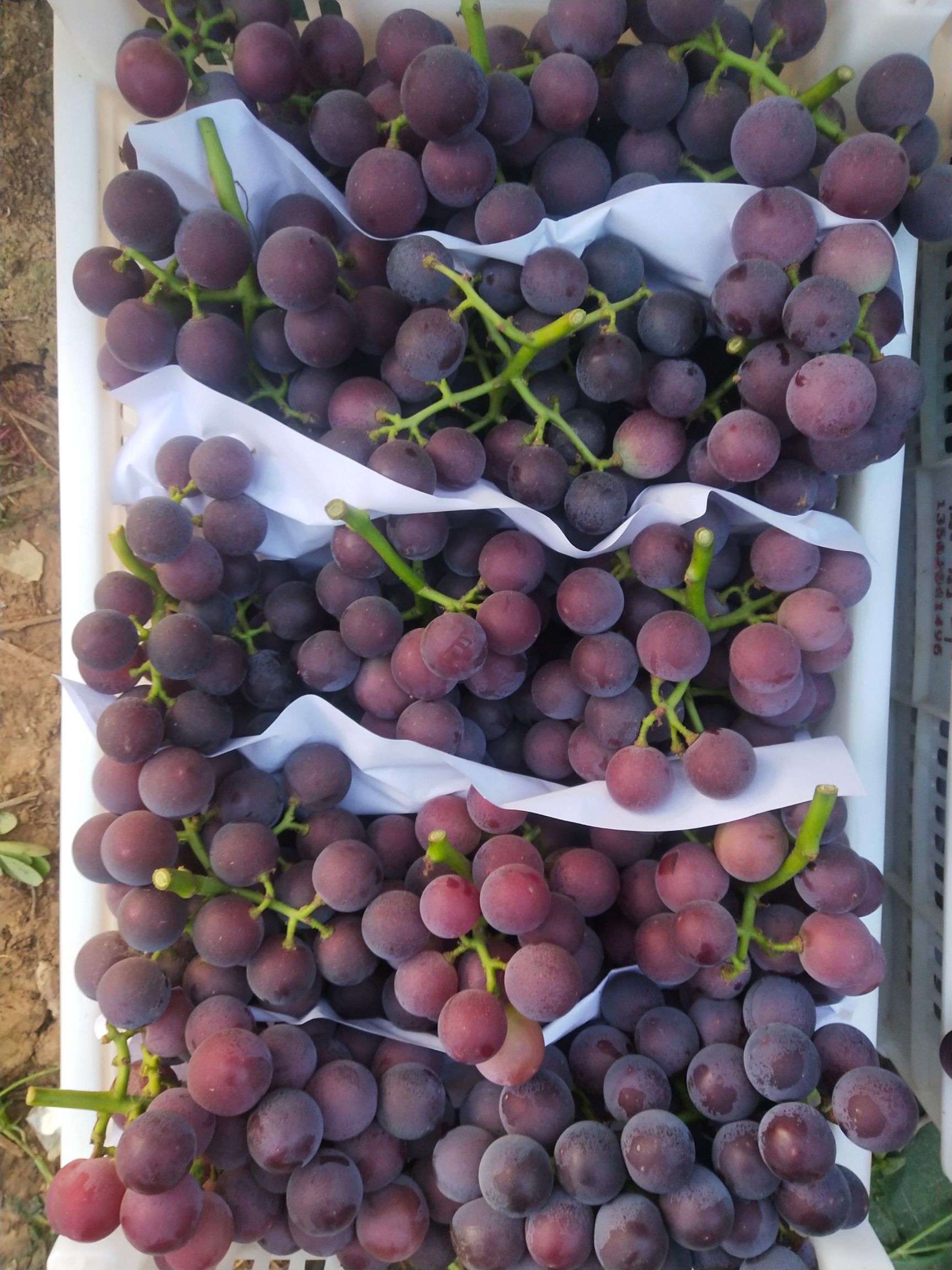 乒乓球葡萄  藤稔葡萄