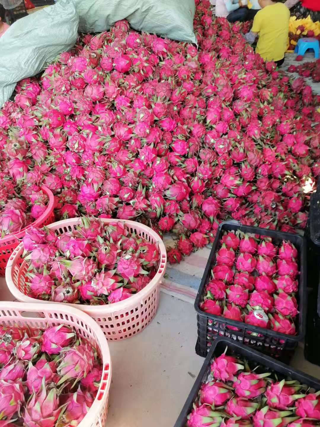 金都一号火龙果  湛江种植红肉红心火龙果自产自销新鲜现摘水果优惠批发