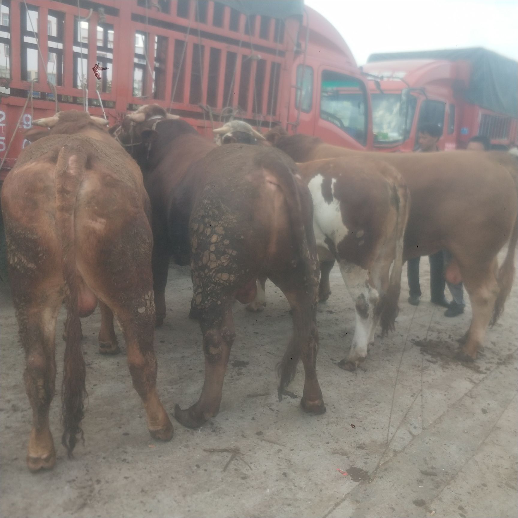  贵州高山散养西门塔尔肉牛黄牛肉牛育肥小公牛小母牛土杂交牛等