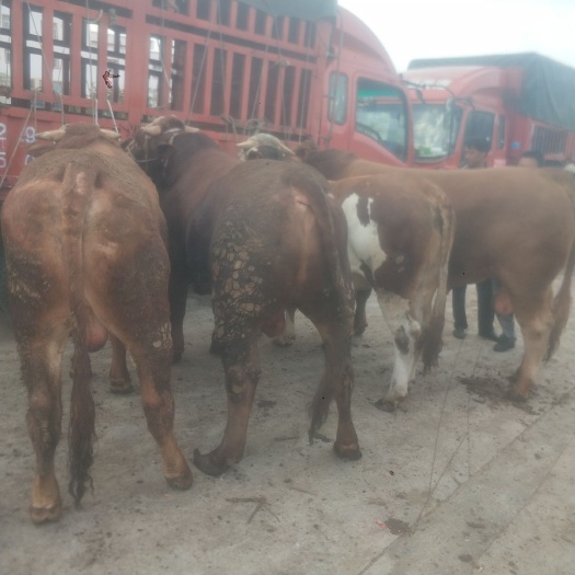 威宁县 贵州高山散养西门塔尔肉牛黄牛肉牛育肥小公牛小母牛土杂交牛等