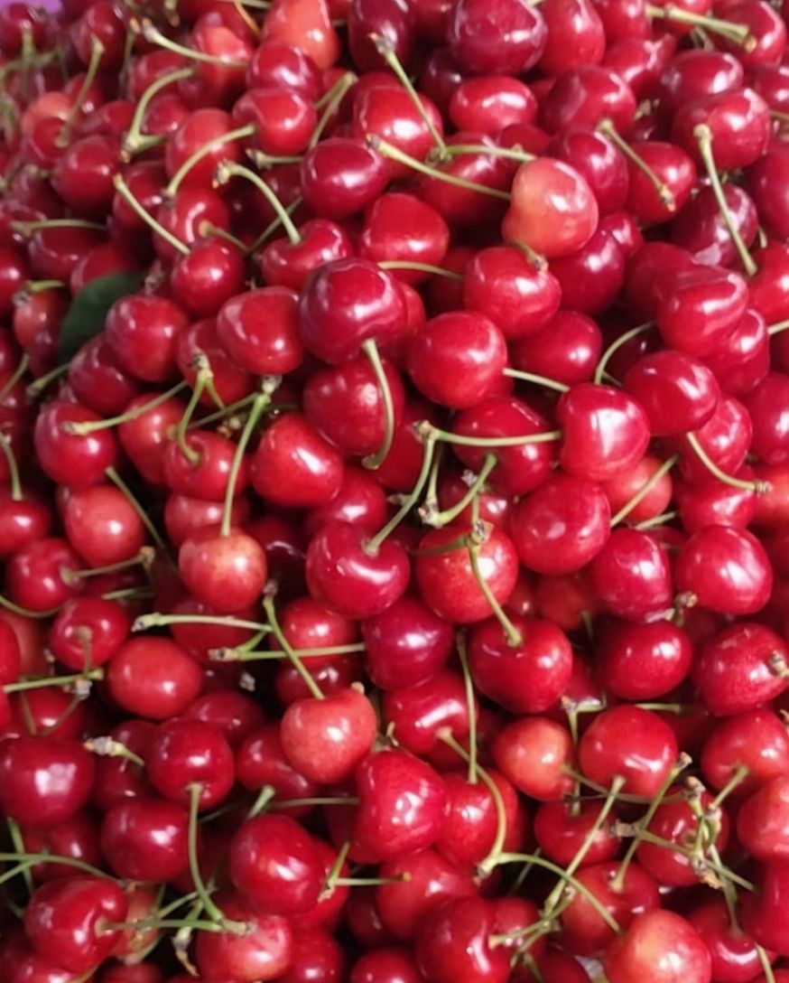 萨米脱樱桃  萨米脱