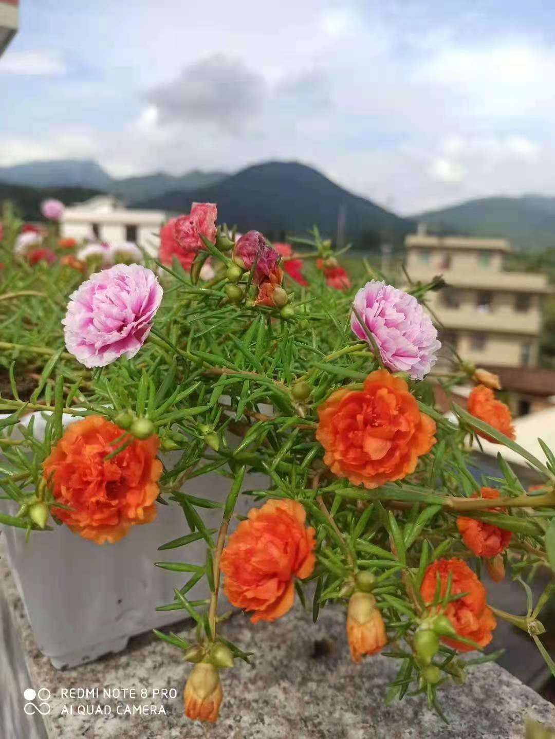 太阳花锦 种植基地直发接批发零售，常年供应，25个混色太阳花