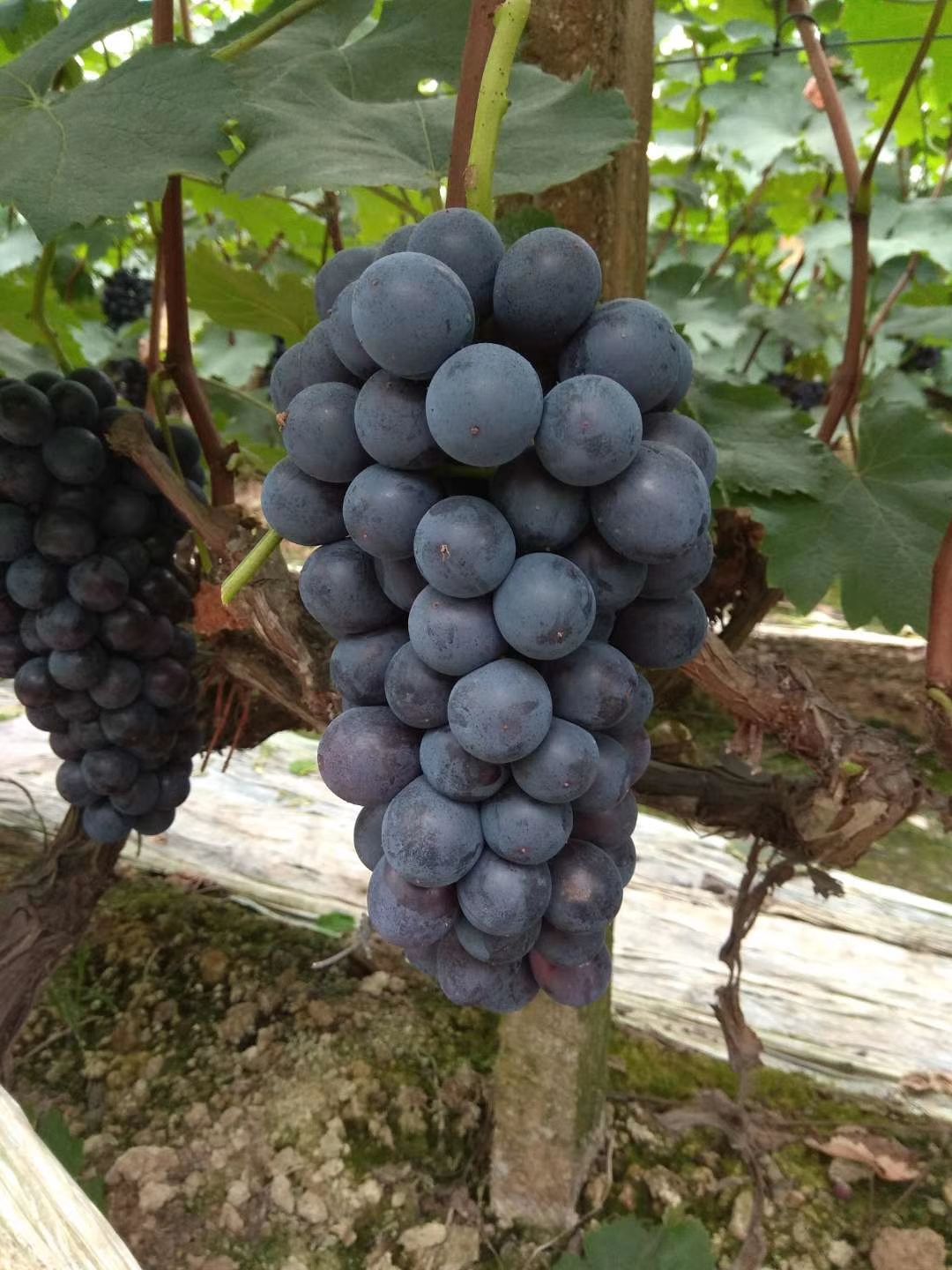夏黑葡萄 精品夏黑葡萄 黑提葡萄 代收代办河北晋州产地