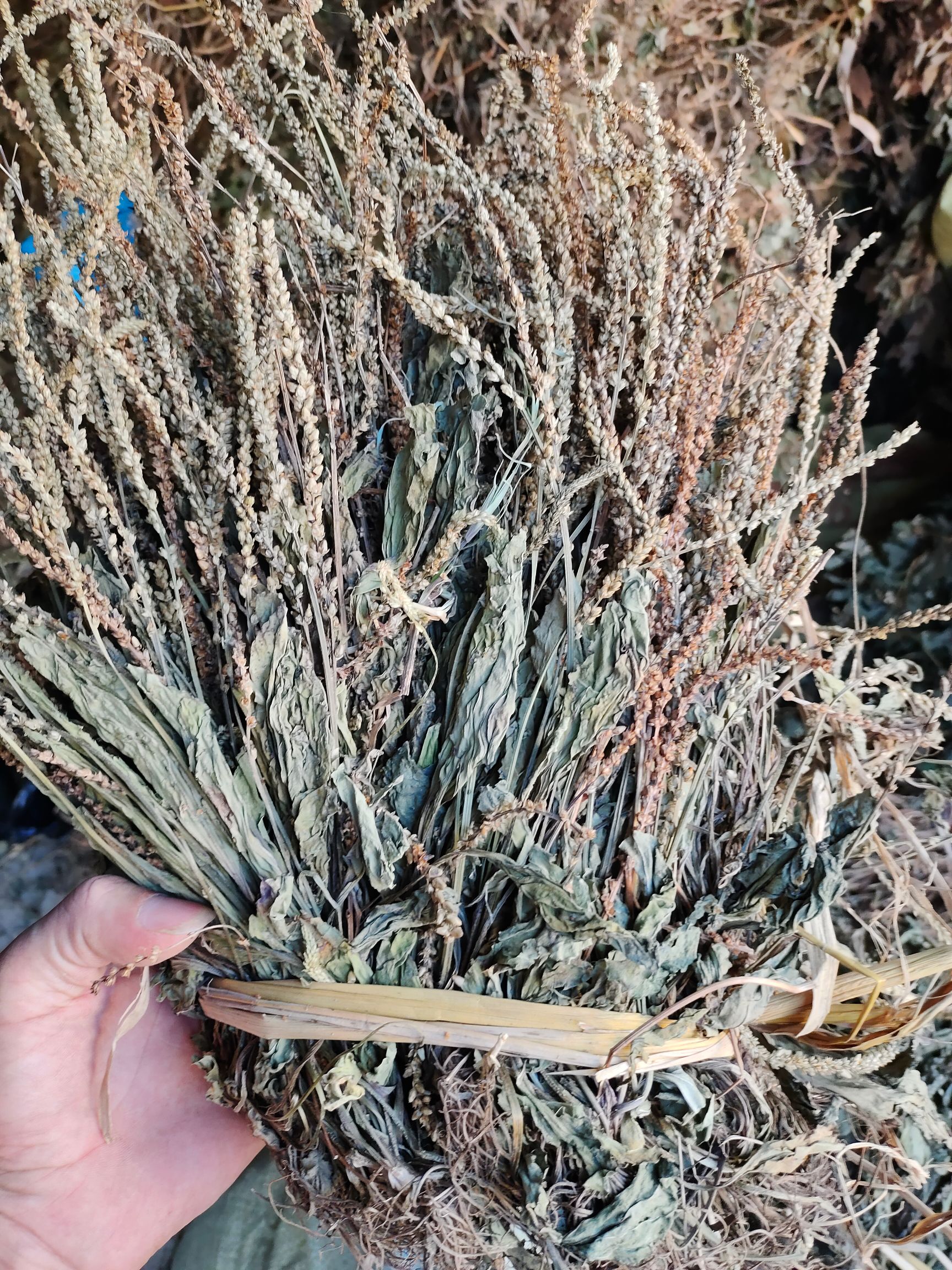 车前草 非种植 水洗扎把 颜色好 质量保证一手货源 量大从优