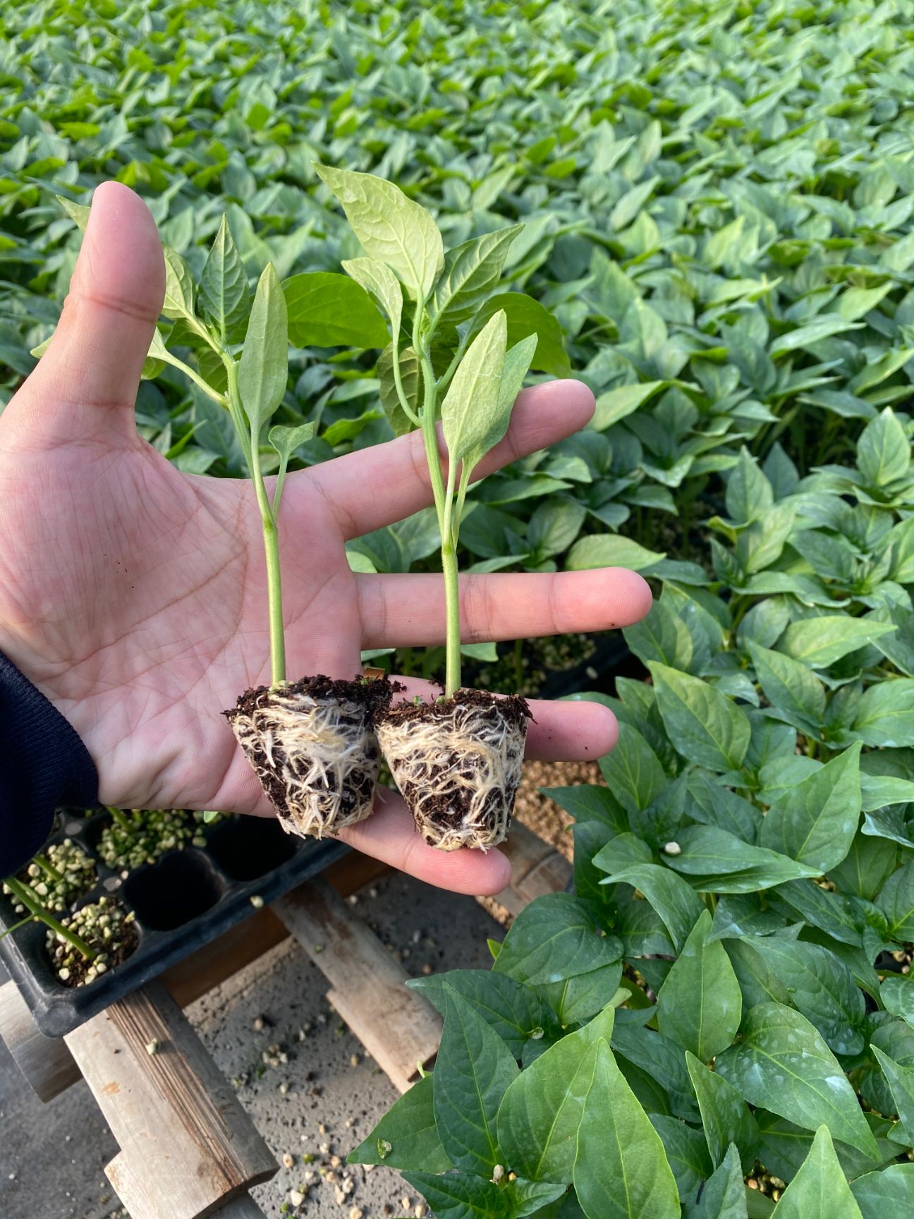 螺丝辣椒苗  螺丝椒苗 陇椒苗 大果高产 抗病强易管理  提