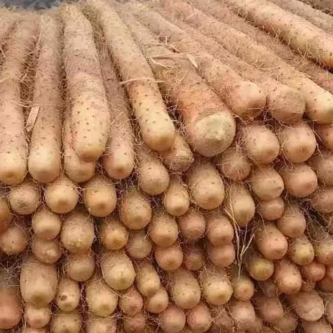 铁棍山药淮山药小白嘴山药铁棍新鲜蔬菜河北特产蔬菜多规格