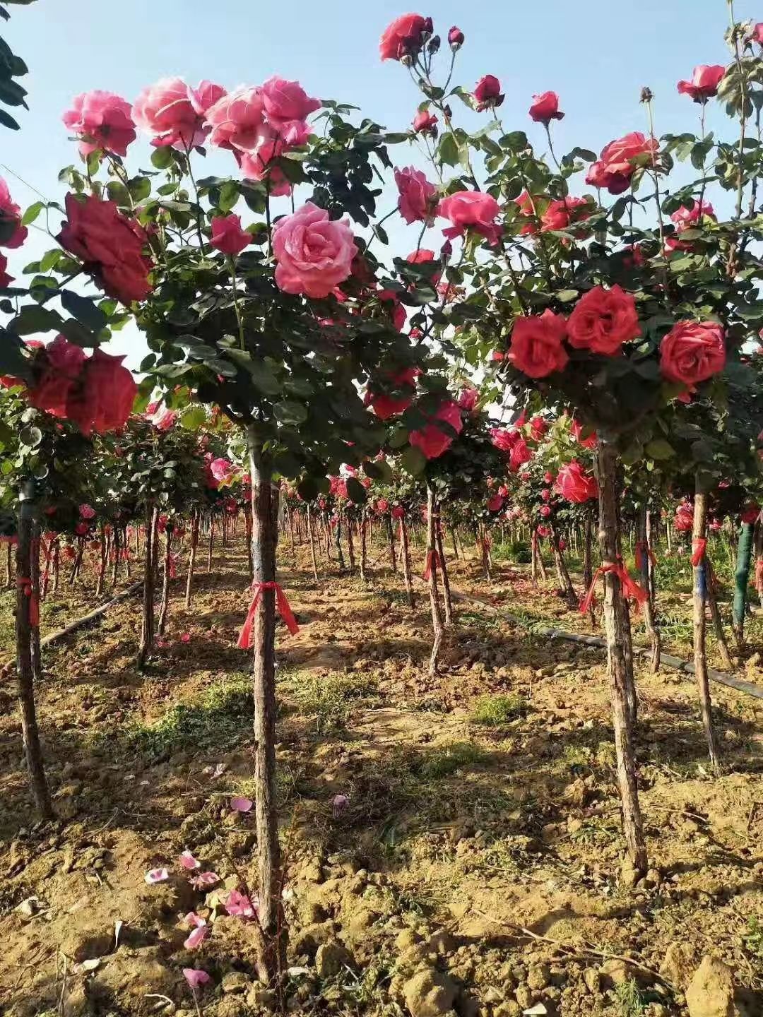 树状月季 树桩月季