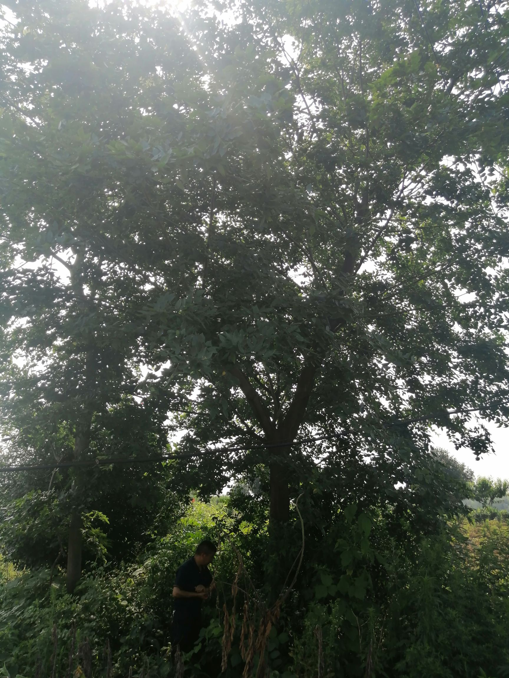 小叶朴  朴树25公分