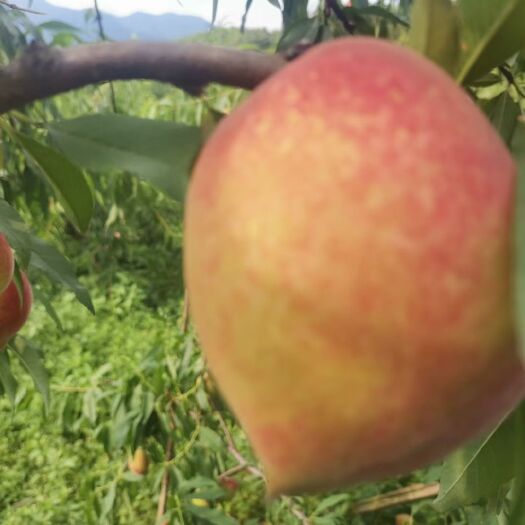 韶关鹰嘴蜜桃 鹰嘴桃
