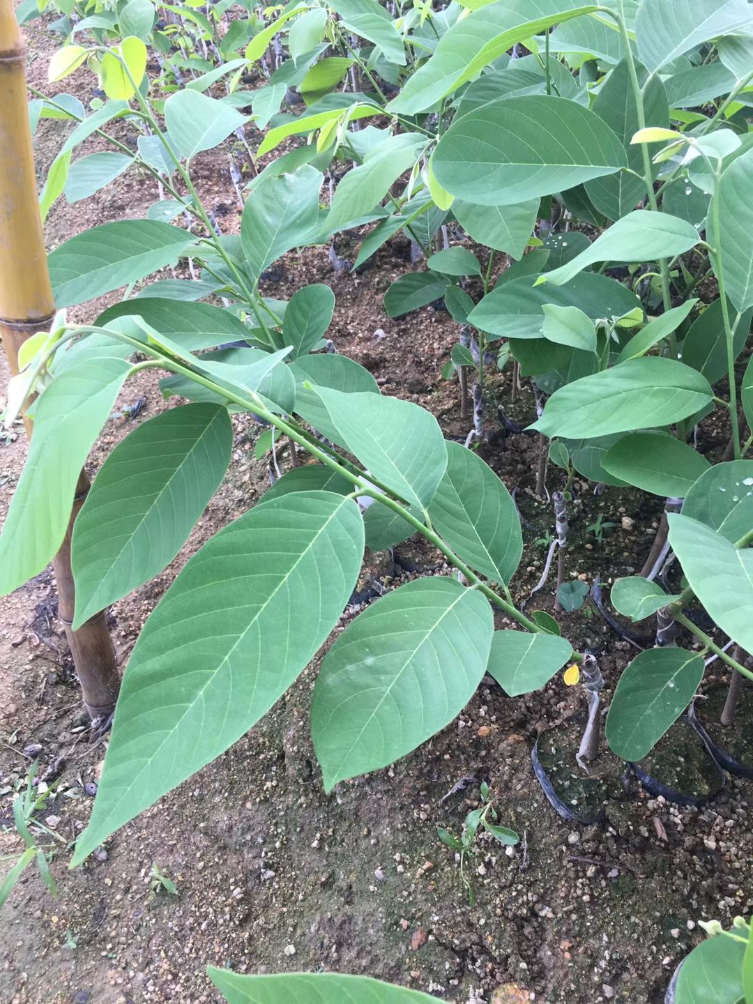 释迦果苗 凤梨释迦