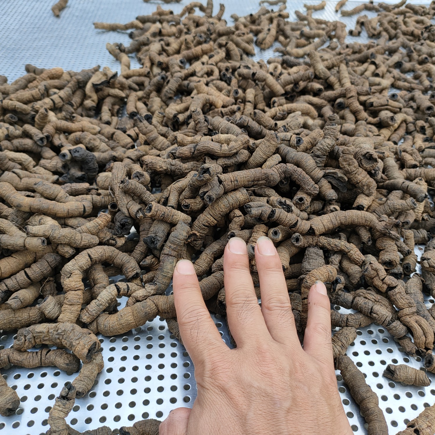 优质巴戟中药材根茎类广东云浮郁南县产地直发