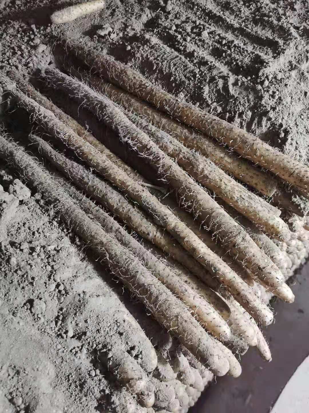 河北麻山药