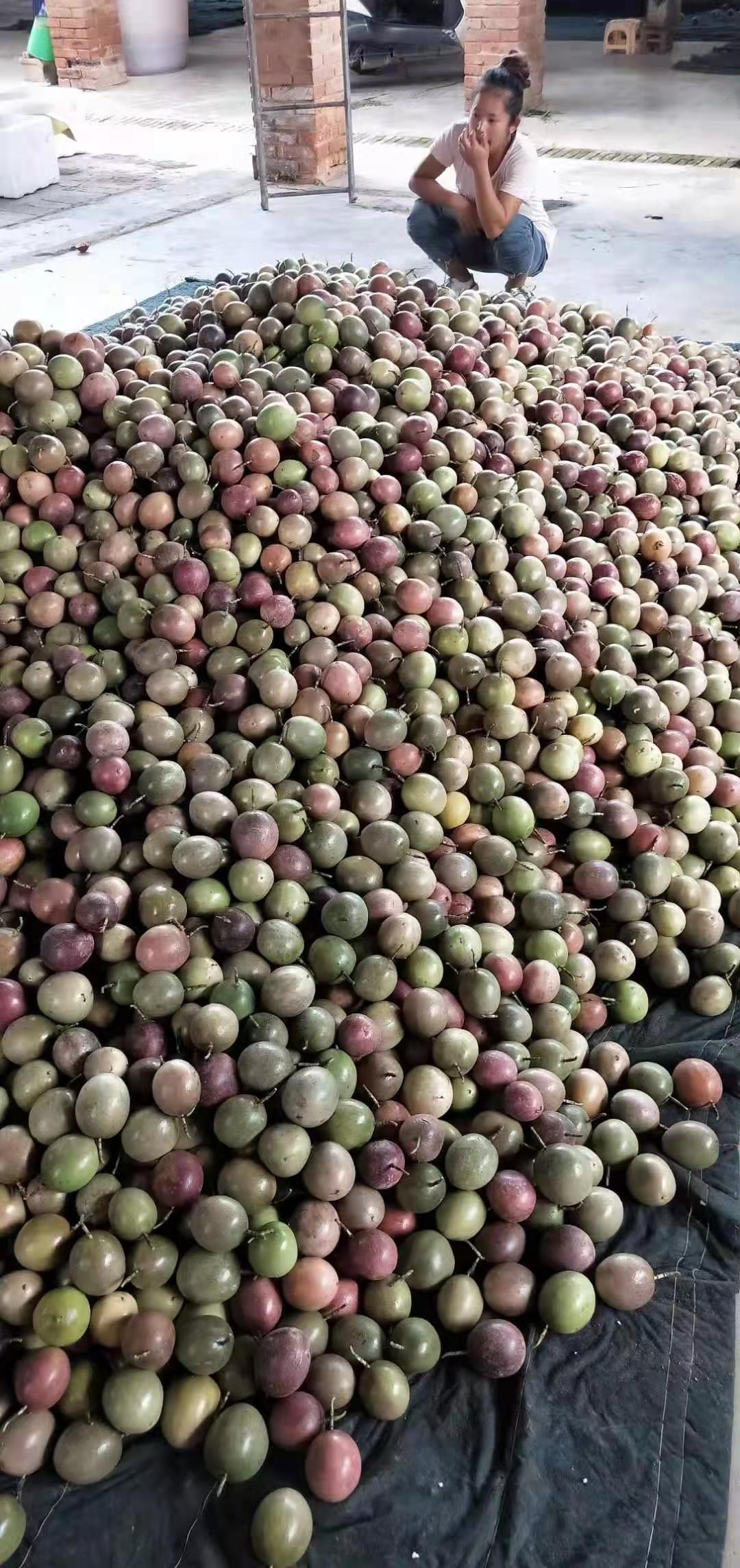 紫香一号百香果 百香果，大量供应电商及加工厂