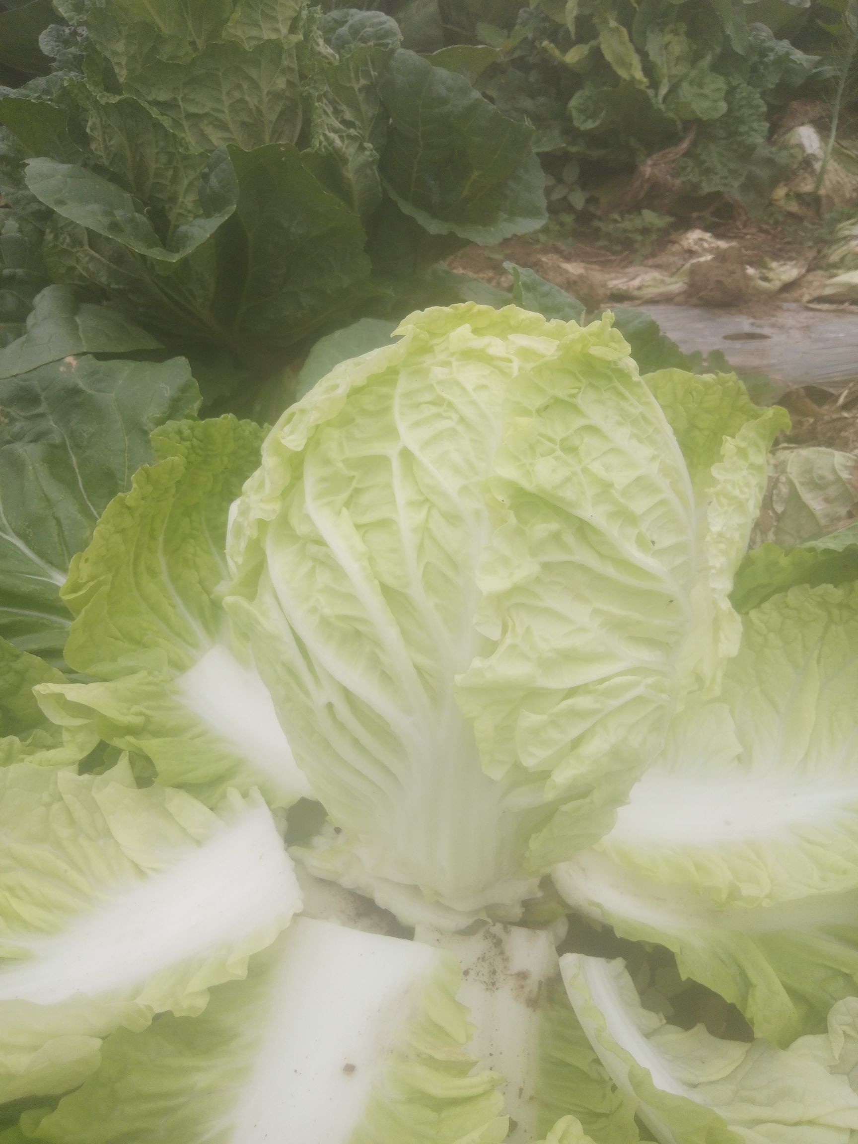 夏阳50小白菜 山西省长治市长子县 