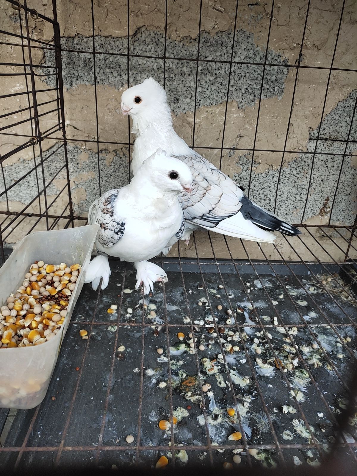 观赏鸽