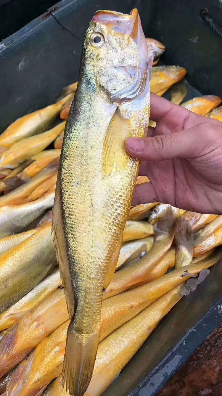  精品黄花鱼