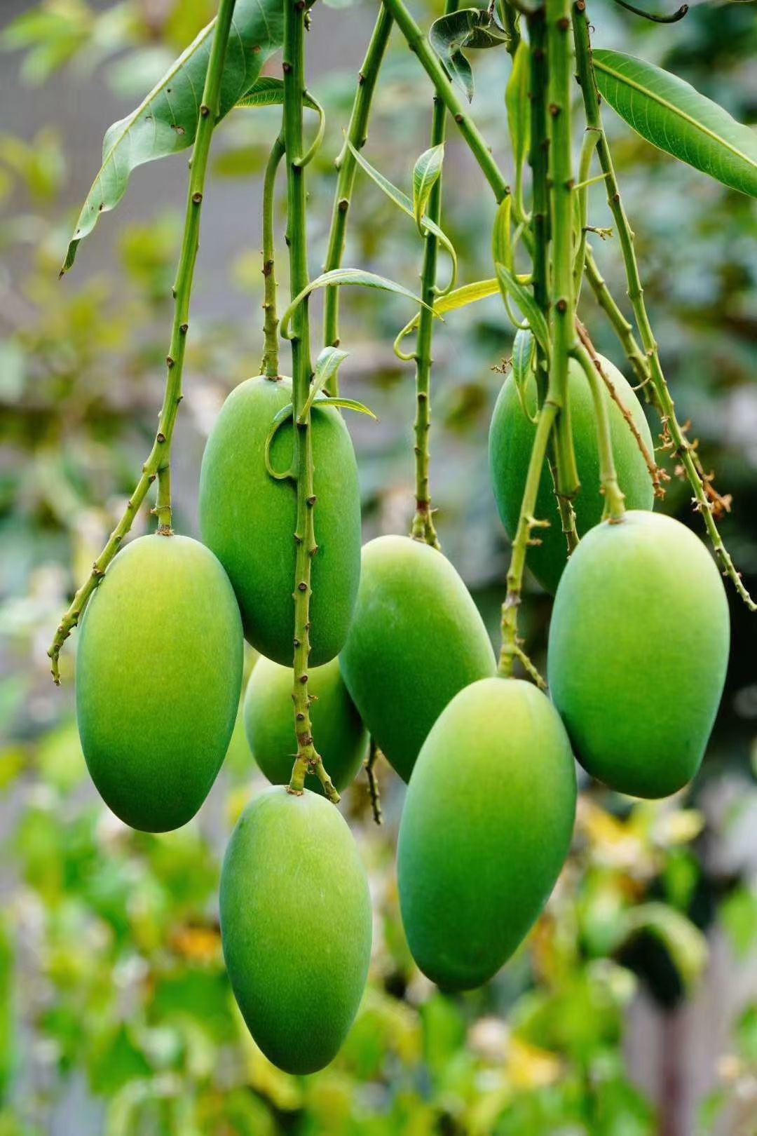 云南高原椰香贵妃金煌鹰嘴凯特圣心品种齐全一件代发