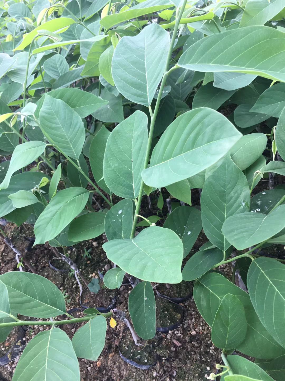 释迦果苗 凤梨释迦