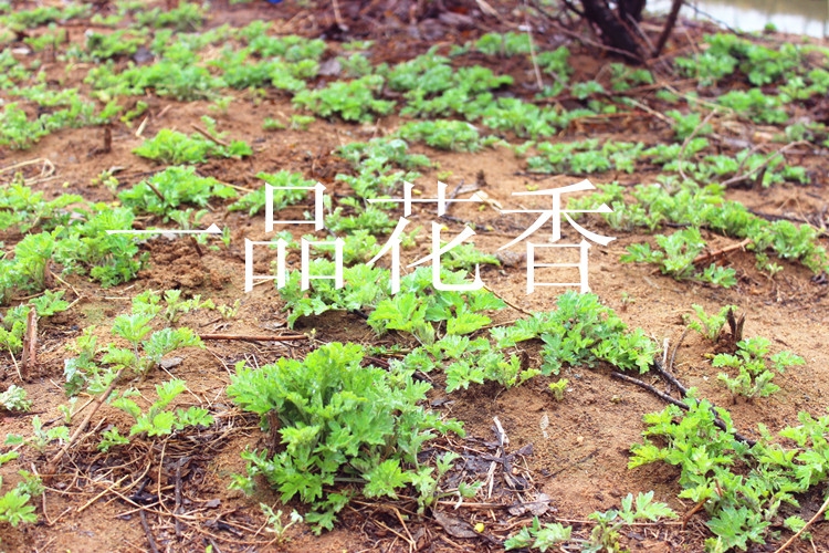 艾草苗  宛艾品种五尖大叶艾苗产量高出绒率高下单包邮包种植全