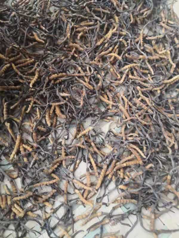 甘孜虫草  冬虫四川省甘孜州新龙县孜拖西乡呷戈村虫草，全是老百姓上山采挖
