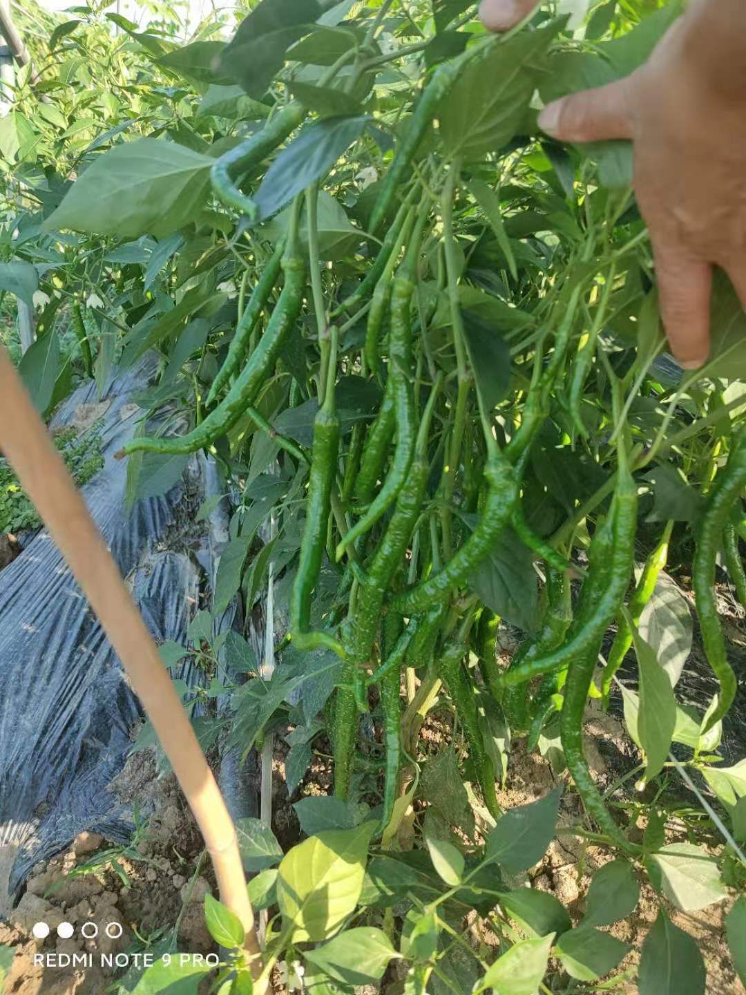 辣椒 基地直销二荆条