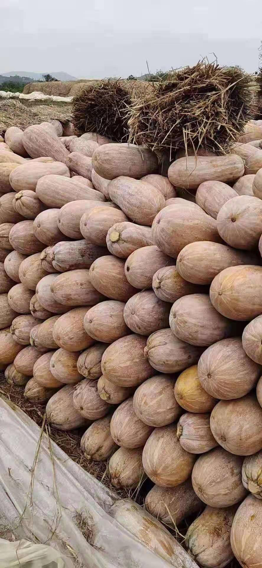 蜜本南瓜  早熟密本南瓜
