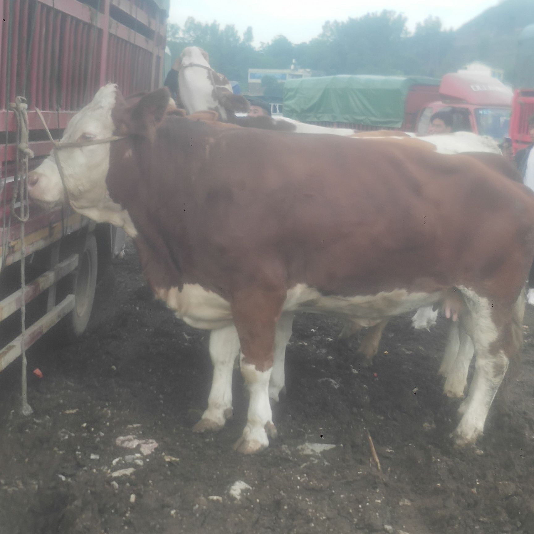  贵州高山散养西门塔尔肉牛黄牛肉牛育肥小公牛小母牛土杂交牛等