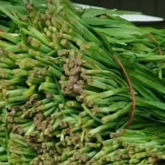 石家庄韭菜大量现货，有需要的联系，代收各类蔬菜水果，全国各地发车