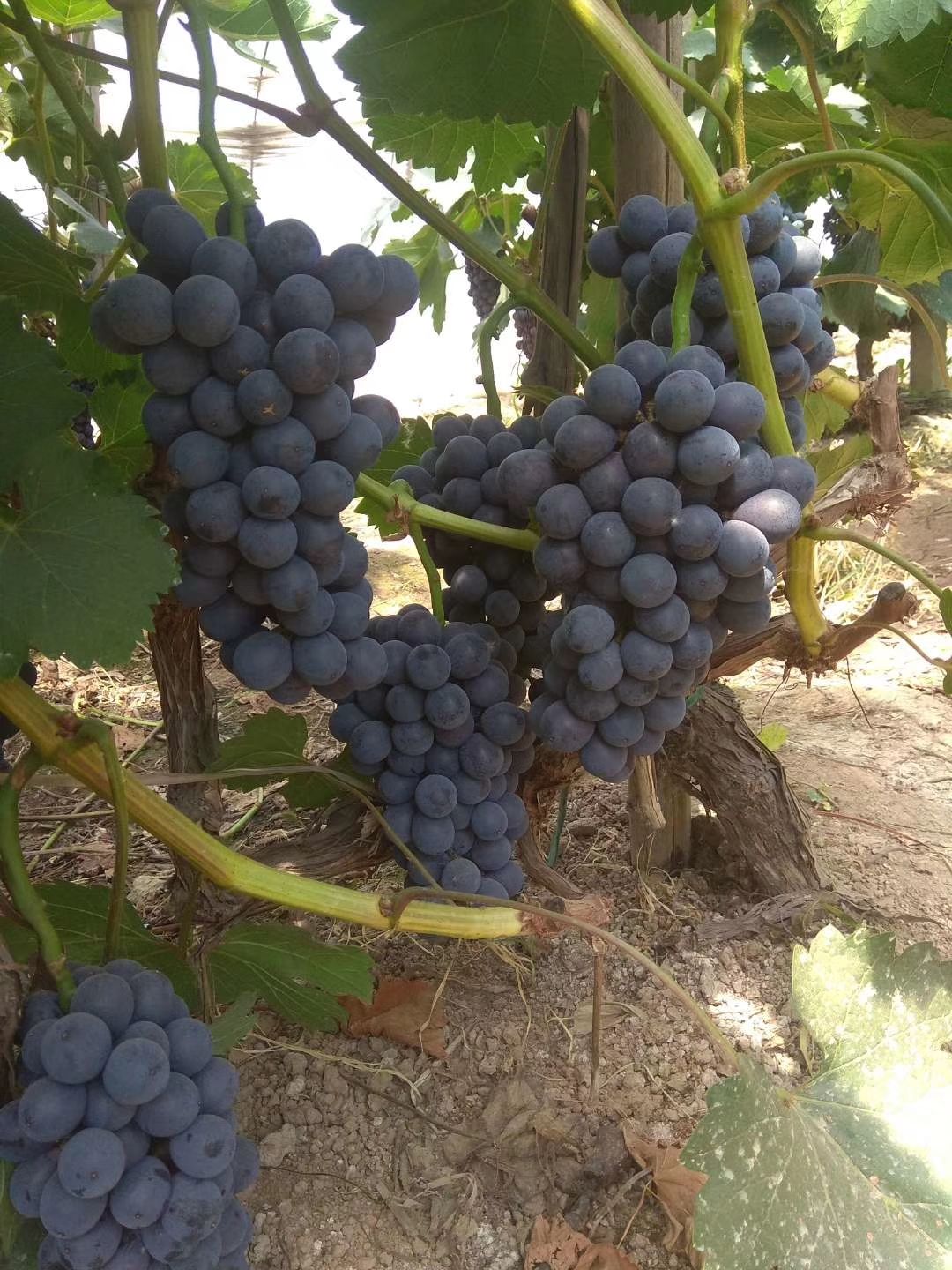 夏黑葡萄 精品夏黑葡萄 黑提葡萄 代收代办河北晋州产地