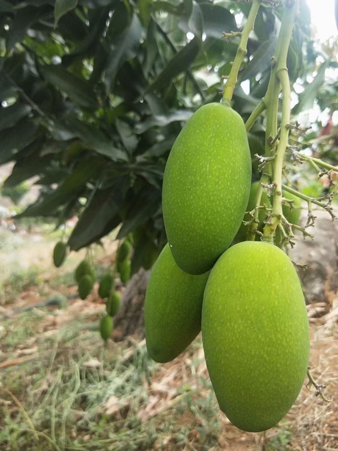 云南高原椰香贵妃金煌鹰嘴凯特圣心品种齐全一件代发