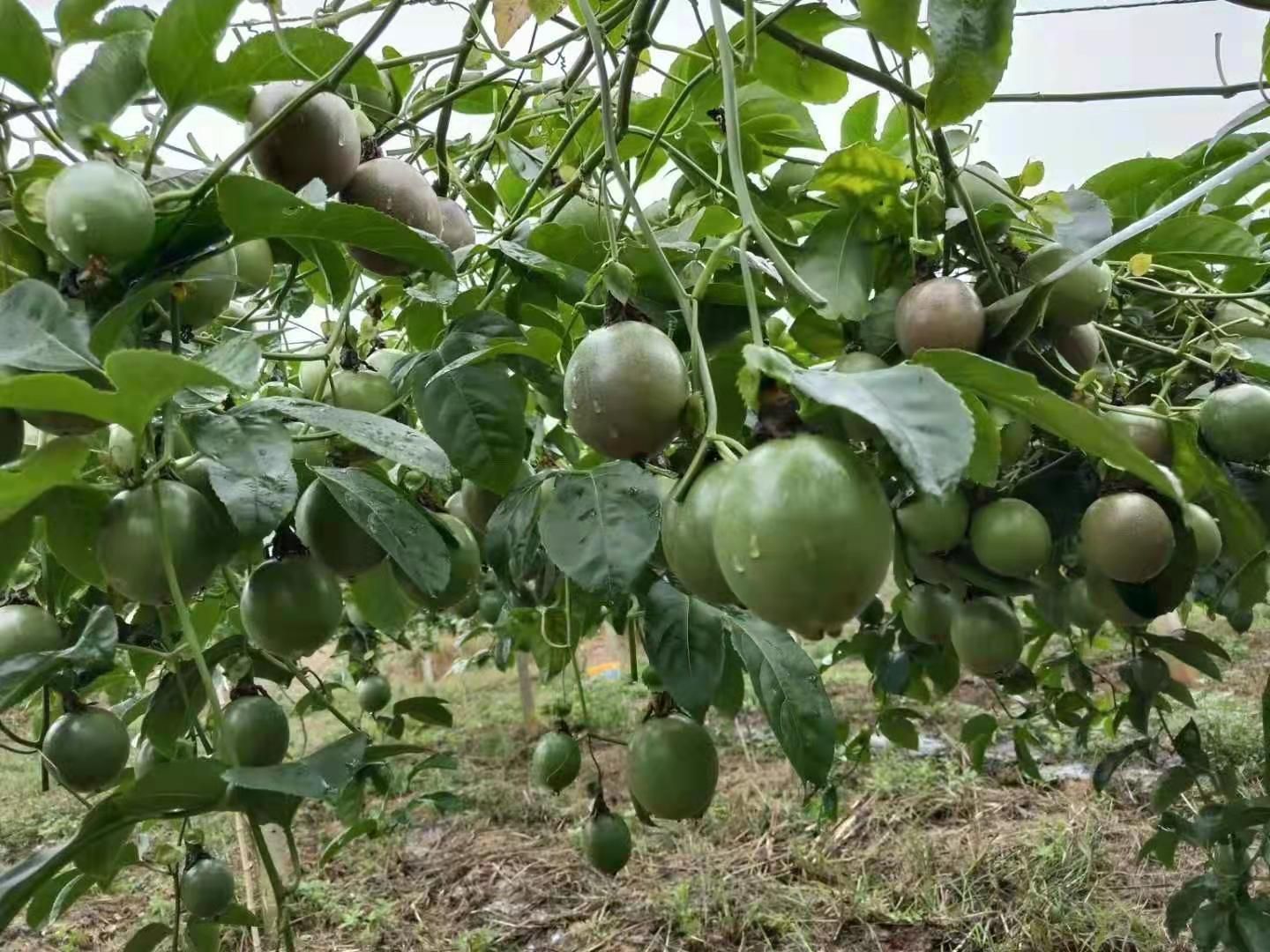 紫香一号百香果 百香果，大量供应电商及加工厂