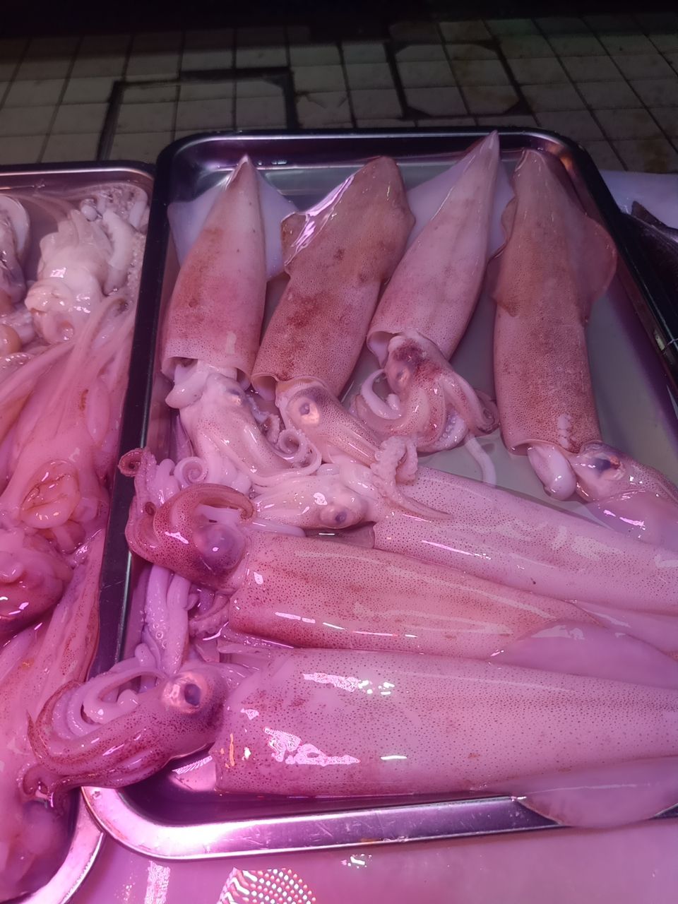 皮氏枪乌贼 大鱿鱼，鲜鱿