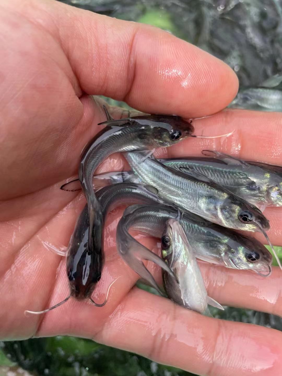 叉尾鮰鱼苗  叉尾鱼苗，品种优良快大，一手货源场地直销量大优